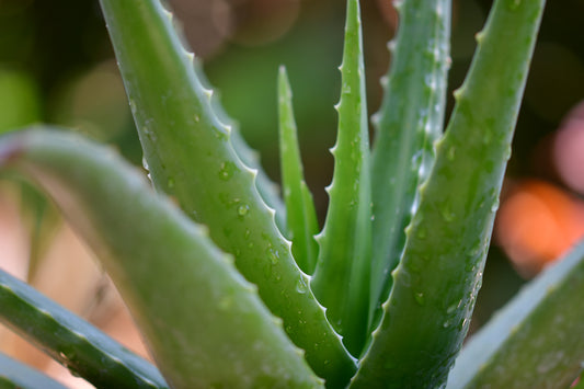 The Benefits of Aloe Vera: A Comprehensive Guide